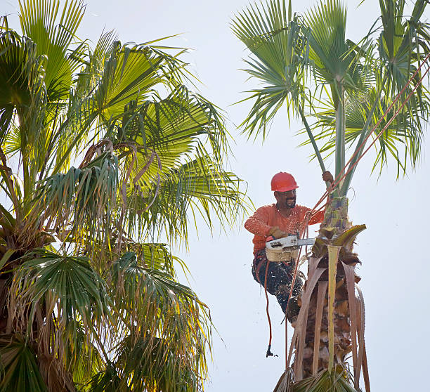 Best Tree Stump Removal  in Mford, IL